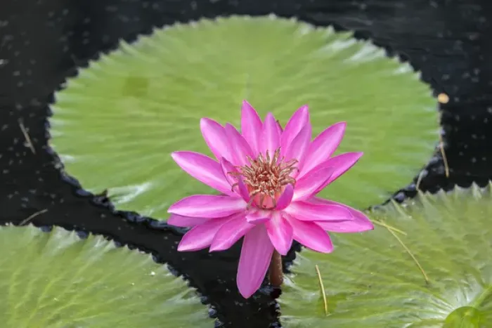 Framed Print : Tropical Night-flowering Waterlily, USA Framed Print : Tropical Night-flowering Waterlily, USA