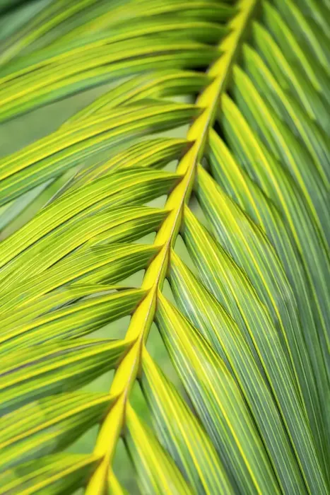 Framed Print : Tropical Palm Framed Print : Tropical Palm