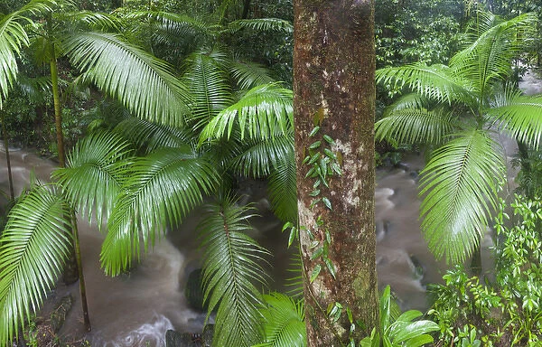 Tropical rainforest, Mossman River Mossman Gorge Daintree National Park North Queensland