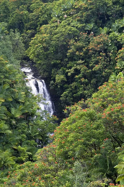 Tropical rainforest near Hilo on the Big Island of Hawaii