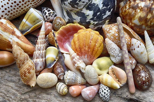 Tropical shell still-life