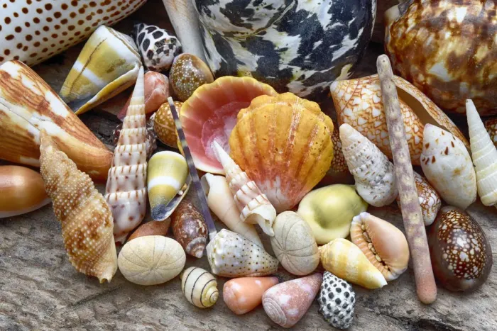 Framed Print : Tropical shell still-life