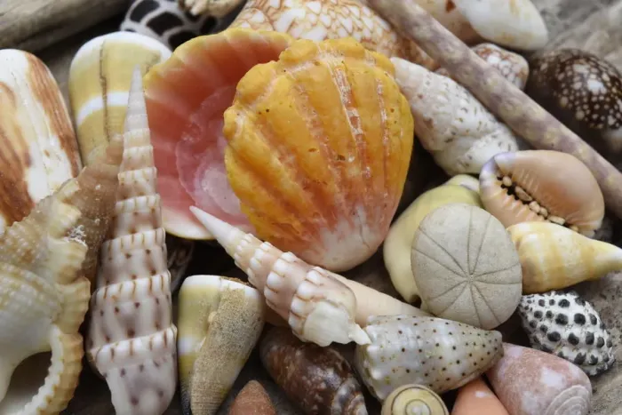 Framed Print : Tropical shell still-life Framed Print : Tropical shell still-life