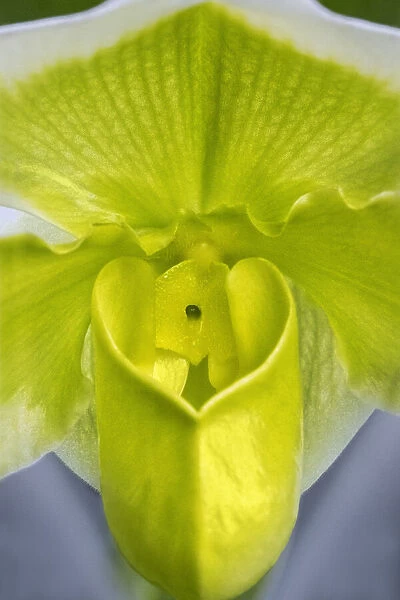 Tropical Slipper Orchid