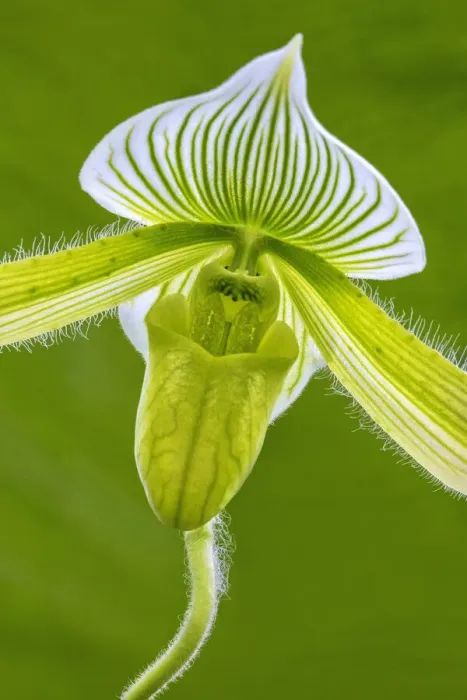 Framed Print : Tropical Slipper Orchid Framed Print : Tropical Slipper Orchid