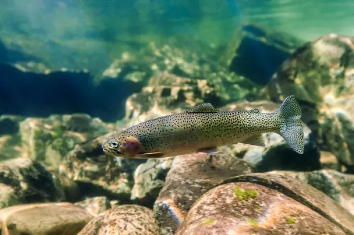 Framed Print : Trout in the Locsa River, Idaho Framed Print : Trout in the Locsa River, Idaho