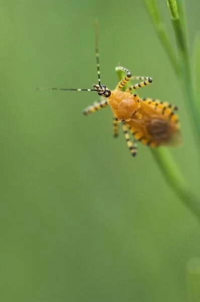 True Bug (Hemiptera), Pruitt landing, Log Cabin Trail, Buffalo National River, Arkansas