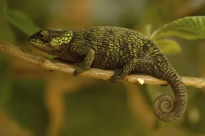 Framed Print : True Chameleon (Calumma hilleniusi). Madagascar, Africa