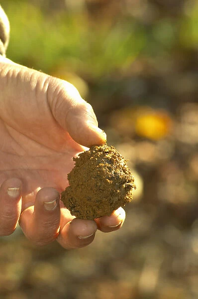 A truffle just dug out of the ground, but unfortunately this truffle is rotten since