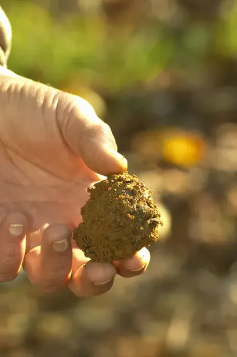 Framed Print : A truffle just dug out of the ground, but unfortunately this truffle is rotten since