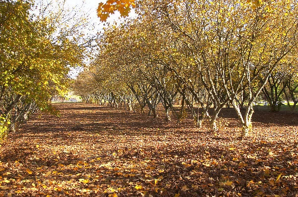 A truffles forest, actually a plantation Truffiere de la Bergerie (Truffiere) truffles