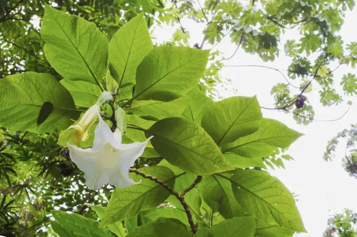 Framed Print : Trumpet Flower
