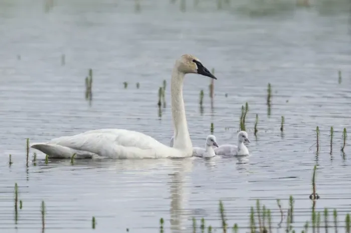 Framed Print : Trumpeter Swan with Cygnets Framed Print : Trumpeter Swan with Cygnets