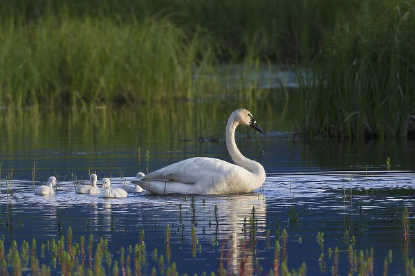 Trumpeter Swan with Cygnets