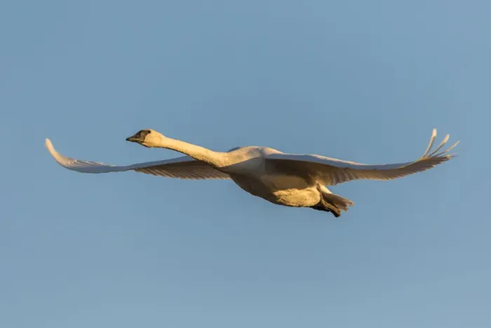 Framed Print : Trumpeter Swan (Cygnus buccinator) in flight Riverlands Migratory Bird Sanctuary St Framed Print : Trumpeter Swan (Cygnus buccinator) in flight Riverlands Migratory Bird Sanctuary St