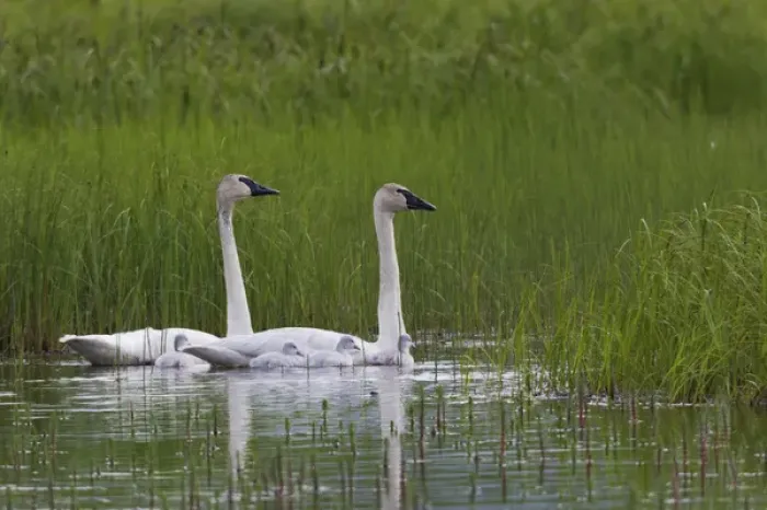 Framed Print : Trumpeter Swan Family Framed Print : Trumpeter Swan Family