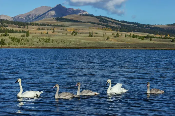 Framed Print : Trumpeter swan family exploring the shoreline of a pond