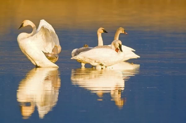 Trumpeter swan family in last light at pond at the Ninepipe NWR in Montana
