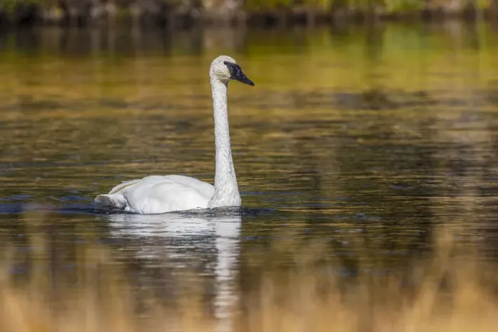 Framed Print : Trumpeter Swan, Firehole River, Yellowstone National Park, Wyoming