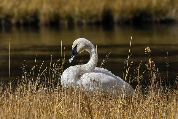 Trumpeter Swan, Firehole River, Yellowstone National Park, Wyoming