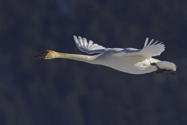 Trumpeter swan flying