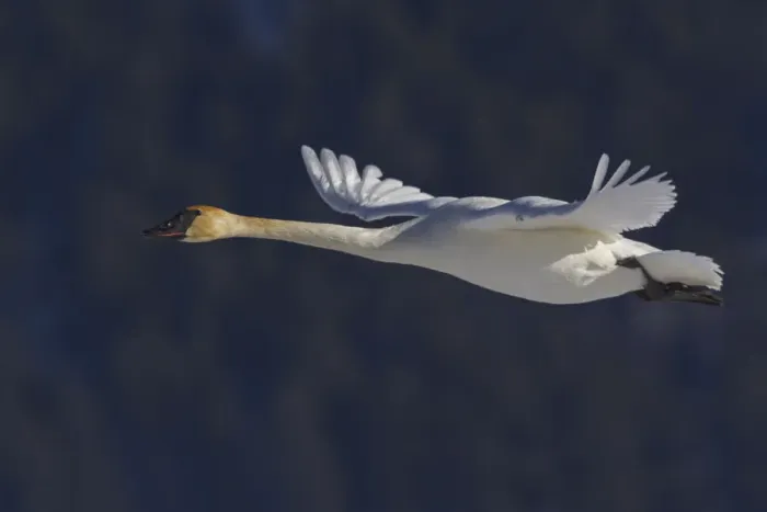 Framed Print : Trumpeter swan flying