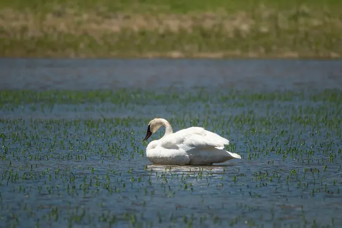 Framed Print : Trumpeter swan, Lamar River, Lamar Valley, Yellowstone National Park, Wyoming, USA Framed Print : Trumpeter swan, Lamar River, Lamar Valley, Yellowstone National Park, Wyoming, USA