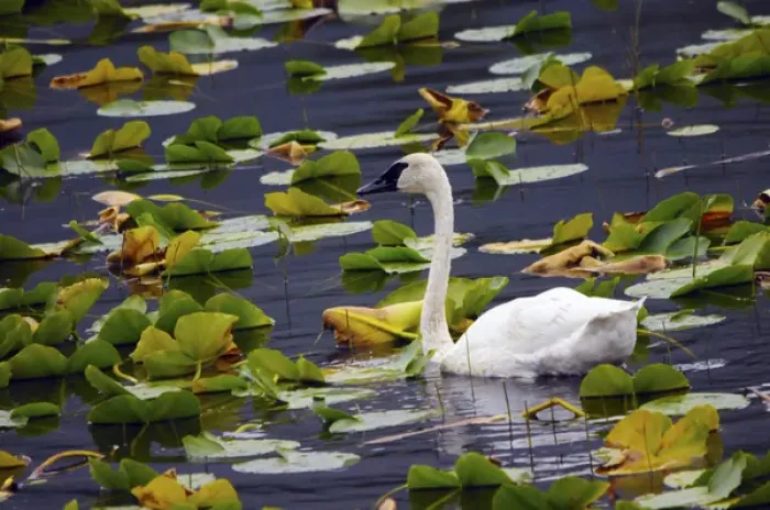 Framed Print : Trumpeter Swan in Liliy Pods; Chugach National Forest; Alaska; USA