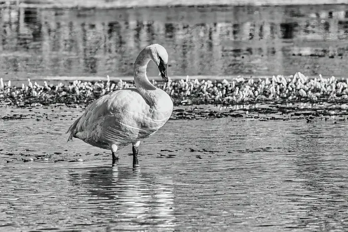 Framed Print : Trumpeter swan with a mallard duck on the Yellowstone River of Yellowstone National Park