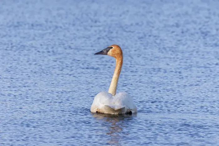 Framed Print : Trumpeter swan at Ninepipe National Wildlife Refuge near Ronan, Montana, USA. (Editorial Use Only) Framed Print : Trumpeter swan at Ninepipe National Wildlife Refuge near Ronan, Montana, USA. (Editorial Use Only)