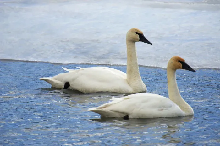 Framed Print : Trumpeter swan on river in winter. Formerly endangered, this heaviest bird in North