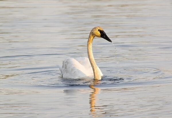 Trumpeter Swan at small lake at Seney National Wildlife Refuge in the UP of Michigan