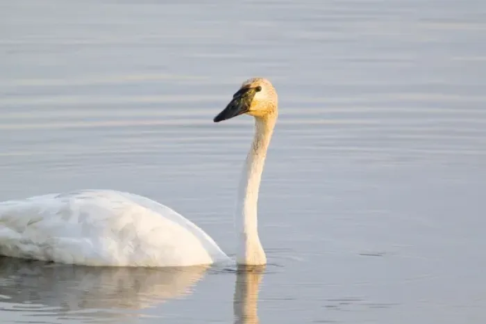 Framed Print : Trumpeter Swan at small lake at Seney National Wildlife Refuge in the UP of Michigan Framed Print : Trumpeter Swan at small lake at Seney National Wildlife Refuge in the UP of Michigan