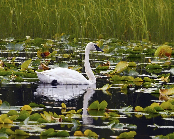 Trumpeter Swan swimming in Liliy Pods; Chugach National Forest; Alaska; USA