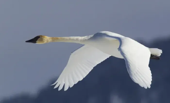 Framed Print : Trumpeter Swan; Winter Flight