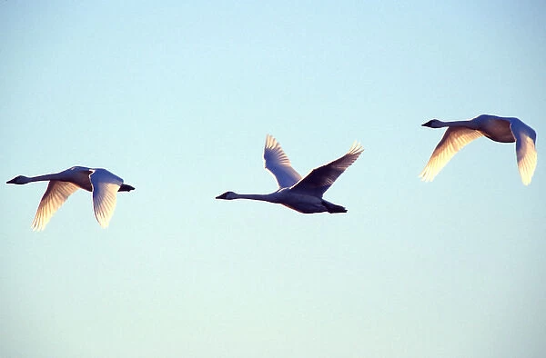 Trumpeter swans (Cygnus buccinator) in flight with wings backlit by sunlight; three