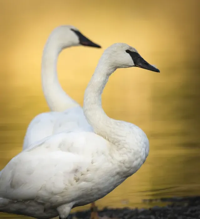 Framed Print : Trumpeter Swans, Cygnus buccinator, reintroduced to the Yellowstone basin, Yellowstone NP Framed Print : Trumpeter Swans, Cygnus buccinator, reintroduced to the Yellowstone basin, Yellowstone NP