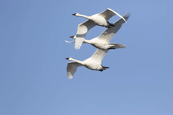 Trumpeter Swans (Cygnus buccinator) in flight Riverlands Migratory Bird Sanctuary