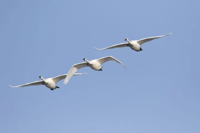 Framed Print : Trumpeter Swans (Cygnus buccinator) in flight Riverlands Migratory Bird Sanctuary Framed Print : Trumpeter Swans (Cygnus buccinator) in flight Riverlands Migratory Bird Sanctuary