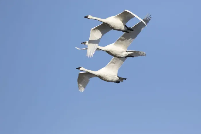 Framed Print : Trumpeter Swans (Cygnus buccinator) in flight Riverlands Migratory Bird Sanctuary Framed Print : Trumpeter Swans (Cygnus buccinator) in flight Riverlands Migratory Bird Sanctuary