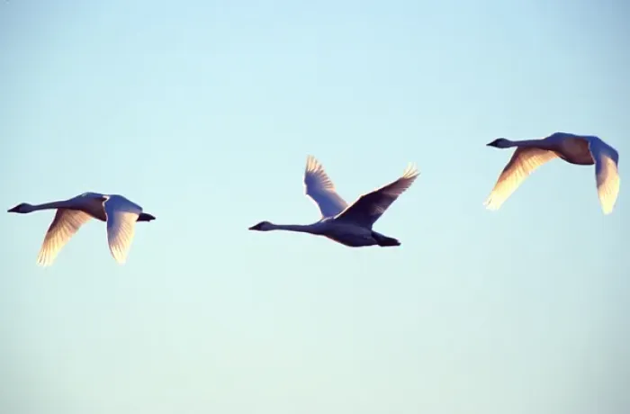 Framed Print : Trumpeter swans (Cygnus buccinator) in flight with wings backlit by sunlight; three Framed Print : Trumpeter swans (Cygnus buccinator) in flight with wings backlit by sunlight; three