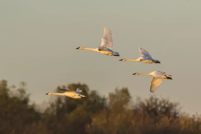 Framed Print : Trumpeter Swans (Cygnus buccinator) flying Riverlands Migratory Bird Sanctuary, St Framed Print : Trumpeter Swans (Cygnus buccinator) flying Riverlands Migratory Bird Sanctuary, St