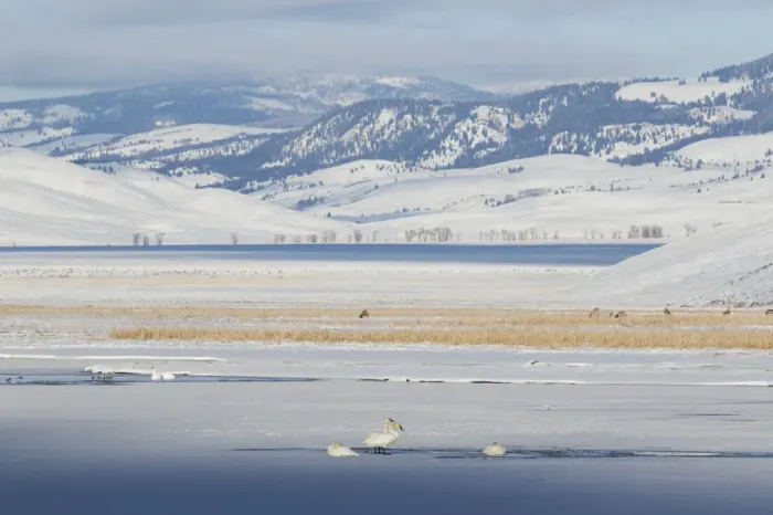 Framed Print : Trumpeter Swans & Elk;Winter Landscape Framed Print : Trumpeter Swans & Elk;Winter Landscape
