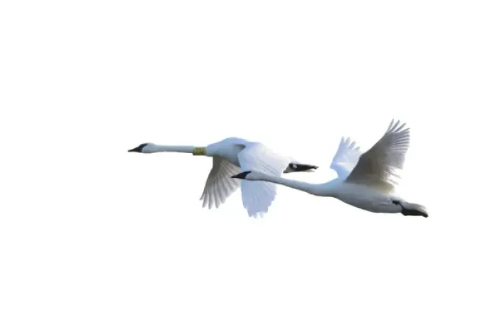 Framed Print : Trumpeter Swans in flight (Cygnus buccinator) on white background, Marion Co. IL Framed Print : Trumpeter Swans in flight (Cygnus buccinator) on white background, Marion Co. IL
