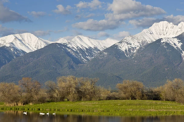 Trumpeter swans in pond with Mission Mountain Range at Ninepipe WMA near Ronan, Montana
