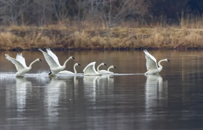 Framed Print : Trumpeter swans taking off from lake Marion County, Illinois