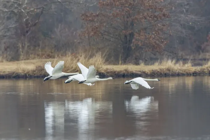 Framed Print : Trumpeter swans taking off from lake Marion County, Illinois Framed Print : Trumpeter swans taking off from lake Marion County, Illinois
