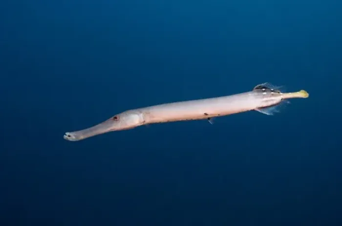 Framed Print : Trumpetfish (Aulostomus chinensis) off of Wolf Island, Galapagos Islands, Ecuador Framed Print : Trumpetfish (Aulostomus chinensis) off of Wolf Island, Galapagos Islands, Ecuador