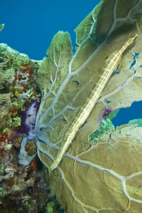 Framed Print : Trumpetfish (Aulostomus maculatus) near Purple Sea Fan, Utila, Bay Islands, Honduras Framed Print : Trumpetfish (Aulostomus maculatus) near Purple Sea Fan, Utila, Bay Islands, Honduras