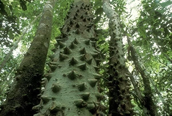 Trunk of tree, (Zanthoxylum sp. ) Corcovado National Park, Costa Rica